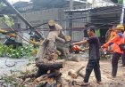 Pohon Waru Tumbang Tutup Jalan Lingkar Selatan, Polsek Mataram dan Tim Gabungan Bergerak Cepat