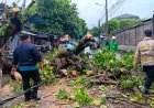 Gerak Cepat Bhabinkamtibmas Cakra Barat Evakuasi Pohon Tumbang di Karang Kauhan
