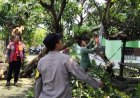Pohon Mangga Tumbang Timpa Berugak dan Kabel PLN di Pagesangan Baru, Polisi–Warga Bergerak Cepat